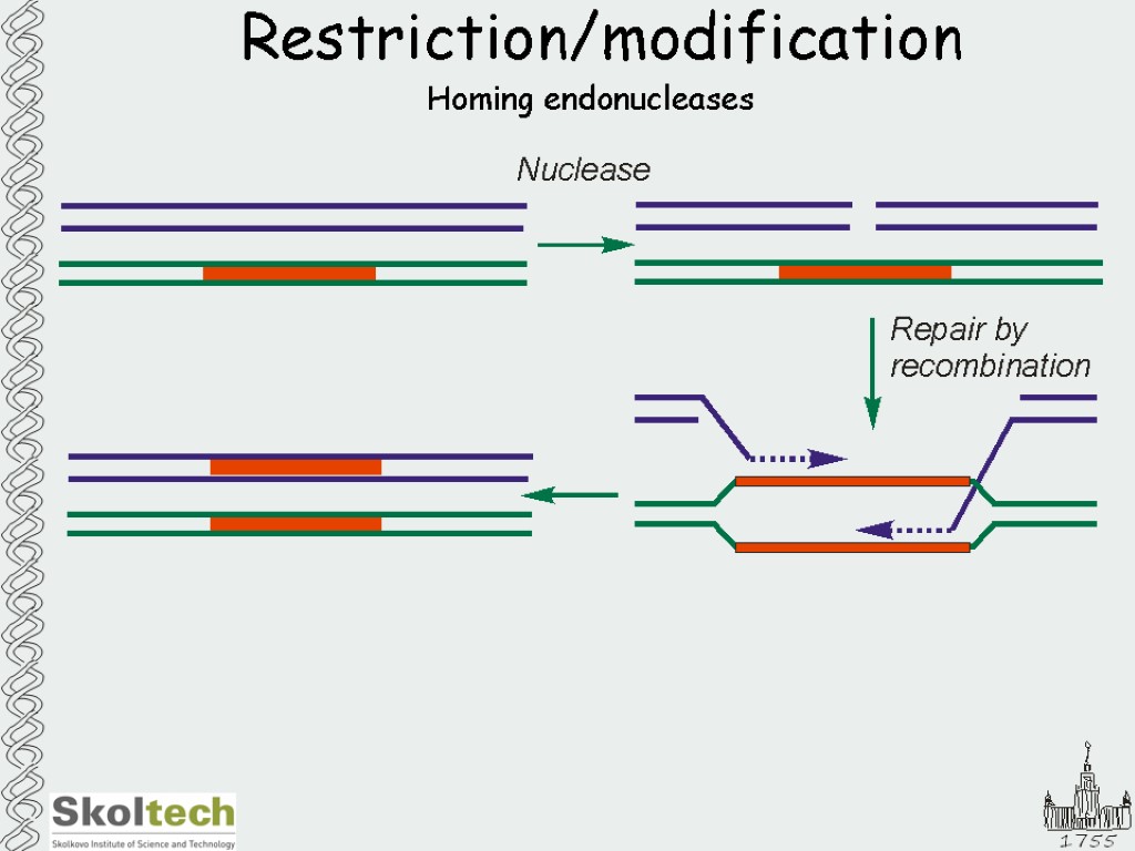 Restriction/modification Homing endonucleases